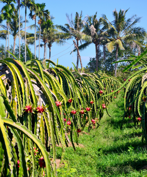 Buitengewoon boeiend feitje over Pitahaya plantage Buitengewoon boeiend feitje over Pitahaya plantage